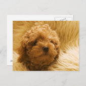 Hunde Postkarte (Vorne/Hinten)