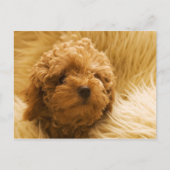 Hunde Postkarte (Vorderseite)