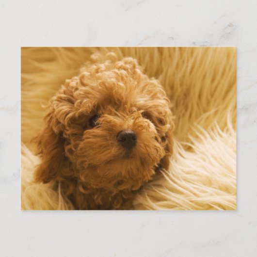 Hunde Postkarte (Vorderseite)