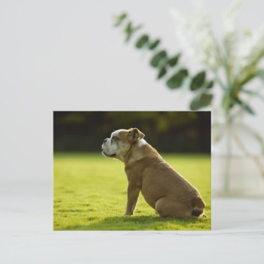 Hunde Postkarte (Stehend Vorderseite)
