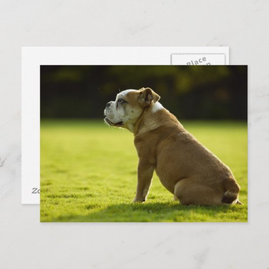 Hunde Postkarte (Vorne/Hinten)