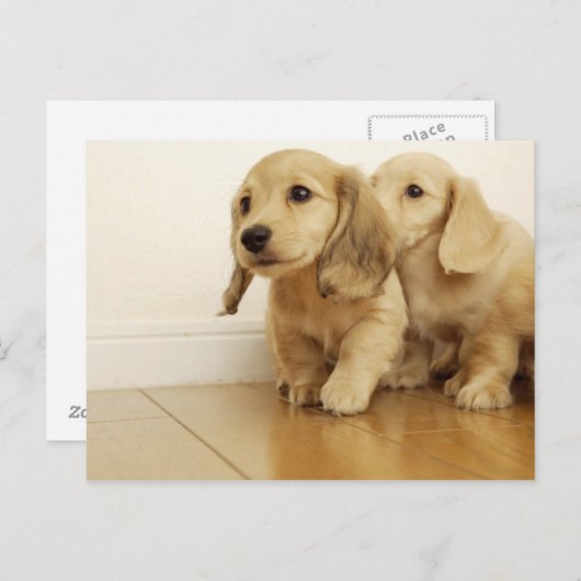 Hunde Postkarte (Vorne/Hinten)