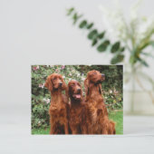 Hunde Postkarte (Stehend Vorderseite)