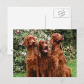 Hunde Postkarte (Vorne/Hinten)