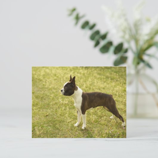 Hunde Postkarte (Stehend Vorderseite)