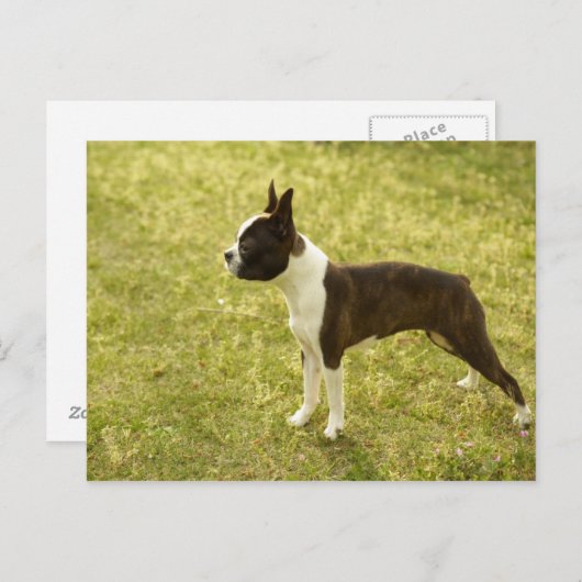 Hunde Postkarte (Vorne/Hinten)