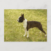 Hunde Postkarte (Vorderseite)