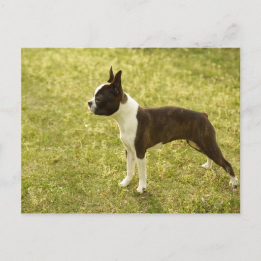 Hunde Postkarte (Vorderseite)