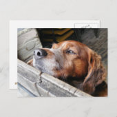 HUNDE POSTKARTE (Vorne/Hinten)