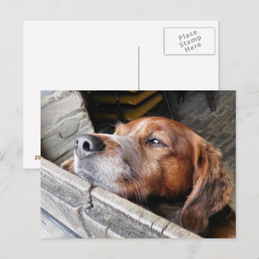 HUNDE POSTKARTE (Vorne/Hinten)