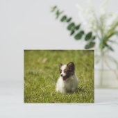 Hunde Postkarte (Stehend Vorderseite)