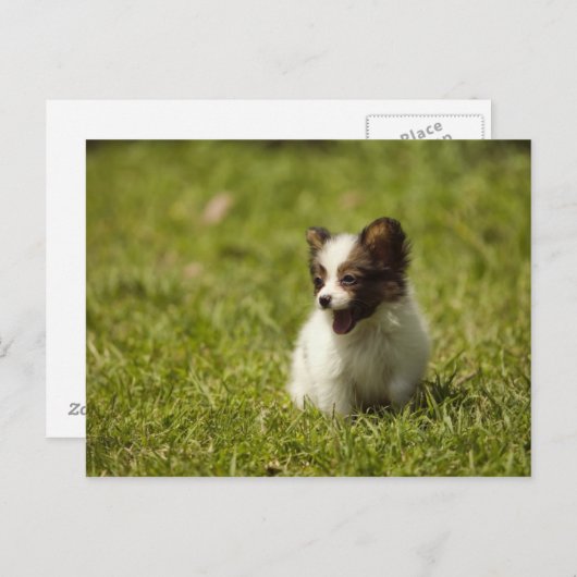 Hunde Postkarte (Vorne/Hinten)