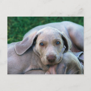 Hunde Postkarte