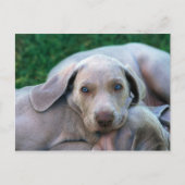 Hunde Postkarte (Vorderseite)