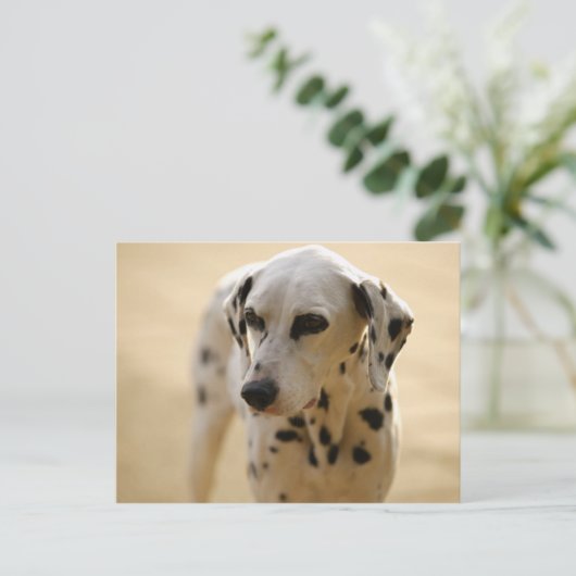 Hunde Postkarte (Stehend Vorderseite)