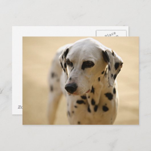 Hunde Postkarte (Vorne/Hinten)