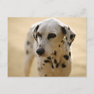 Hunde Postkarte