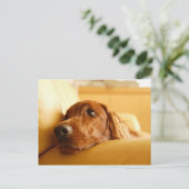 Hunde Postkarte (Stehend Vorderseite)