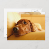 Hunde Postkarte (Vorne/Hinten)