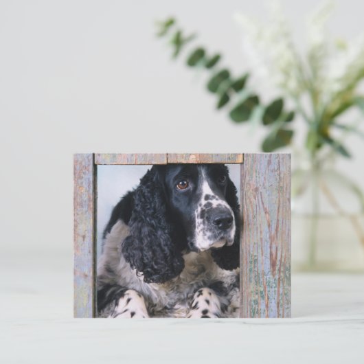 Hunde Postkarte (Stehend Vorderseite)
