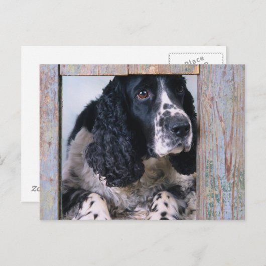 Hunde Postkarte (Vorne/Hinten)