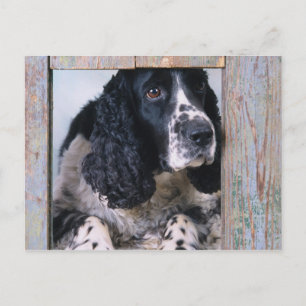 Hunde Postkarte