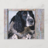 Hunde Postkarte (Vorderseite)