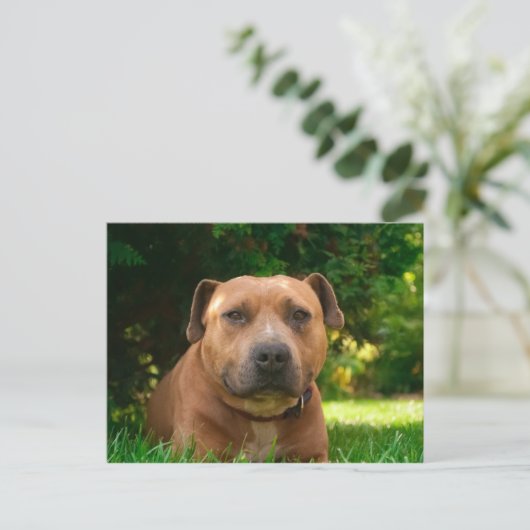 Hunde Postkarte (Stehend Vorderseite)