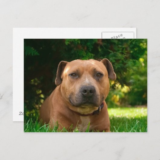 Hunde Postkarte (Vorne/Hinten)