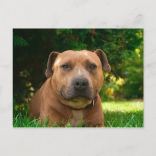 Hunde Postkarte