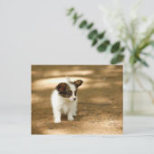 Hunde Postkarte (Stehend Vorderseite)