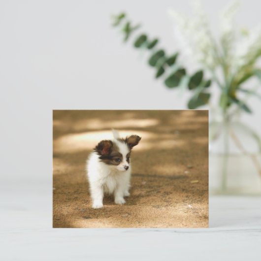 Hunde Postkarte (Stehend Vorderseite)