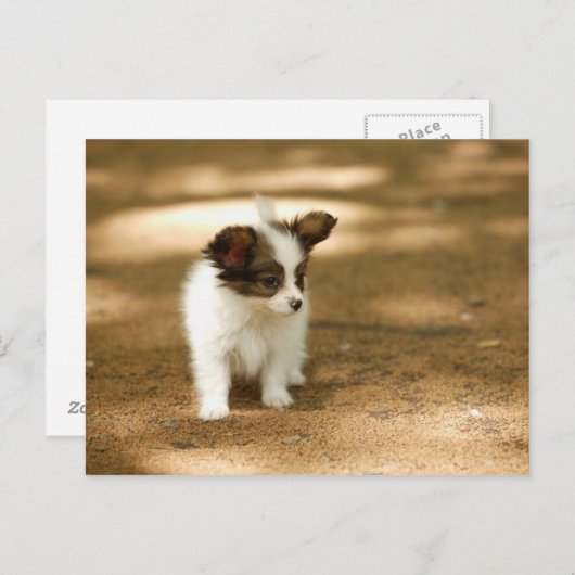 Hunde Postkarte (Vorne/Hinten)