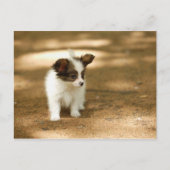 Hunde Postkarte (Vorderseite)