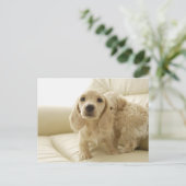 Hunde Postkarte (Stehend Vorderseite)