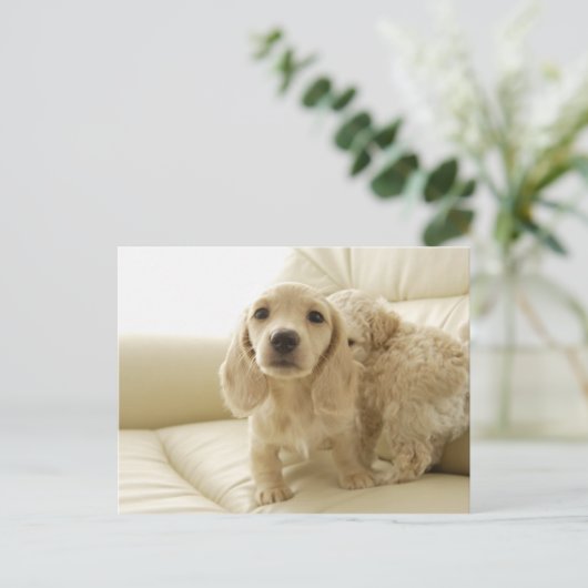 Hunde Postkarte (Stehend Vorderseite)