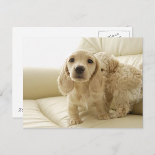 Hunde Postkarte (Vorne/Hinten)