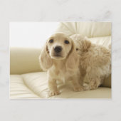 Hunde Postkarte (Vorderseite)