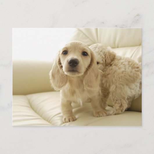 Hunde Postkarte (Vorderseite)