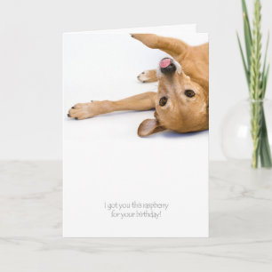 Hunde Rasberry Card Karte