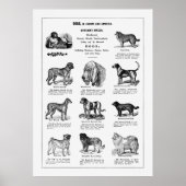 Hunde Rassen Poster (Vorne)