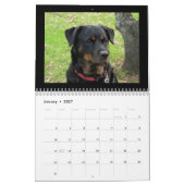 Hunde Rottweiler und Pitbull Hund Kalender (Jan 2027)