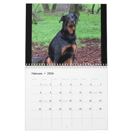 Hunde Rottweiler und Pitbull Hund Kalender (Feb 2026)