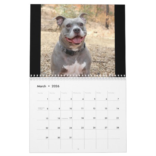Hunde Rottweiler und Pitbull Hund Kalender (Mär 2026)