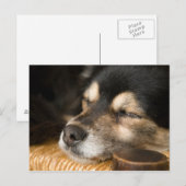 Hunde schlafen 2 postkarte (Vorne/Hinten)