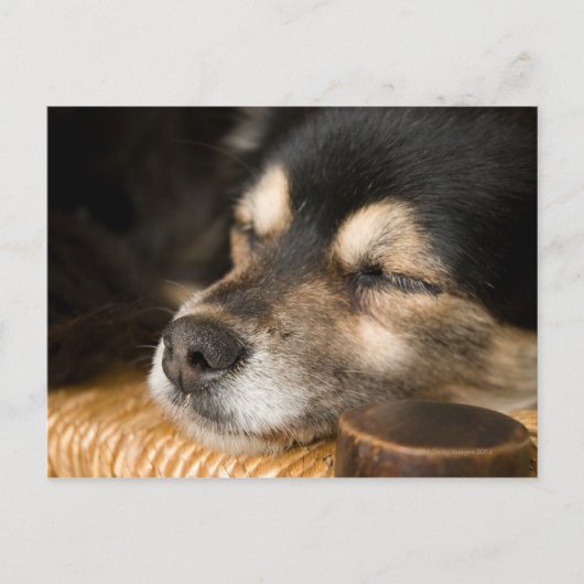 Hunde schlafen 2 postkarte (Vorderseite)