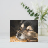 Hunde schlafen 2 postkarte (Stehend Vorderseite)