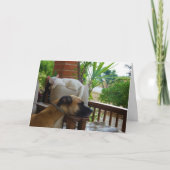 Hunde schlafen im Stuhl mit White Kitten Karte (Vorderseite)