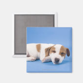 Hunde schlafen magnet (Vorderseite/Rückseite)