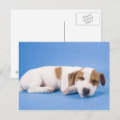 Hunde schlafen postkarte (Vorne/Hinten)